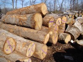 WOOD LOGS
