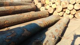 WOOD LOGS