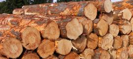 im looking buy sawlogs pine Diameter 18+ 5000 cubic meter