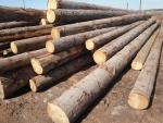 Lucfenyő Fűrészrönk | Puha fa | Rönk | TRANS-WOOD
