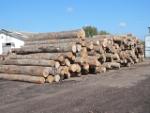 Bükk   |  Kemény fa | Rönk | LKW-Brennholz