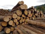 Tölgy Fűrészrönk |  Kemény fa | Rönk | LEWI POLSKA Witold Leusz