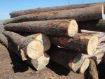 Tölgy Fűrészrönk |  Kemény fa | Rönk | TRANS-WOOD