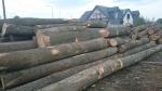 Kőris Fűrészrönk |  Kemény fa | Rönk | TRANS-WOOD