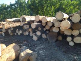 Lucfenyő Fűrészrönk |  Puha fa | Rönk | Peter Haladej 