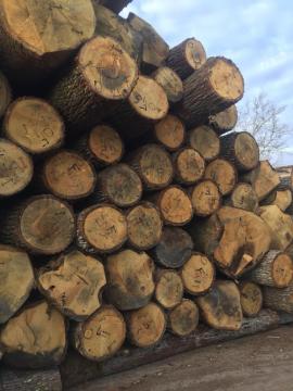 Tölgy Furnérrönk |  Kemény fa | Rönk | D&C SNEGL